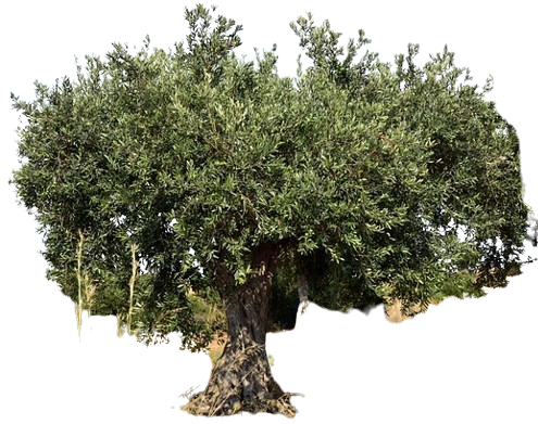 olive_tree-removebg-preview