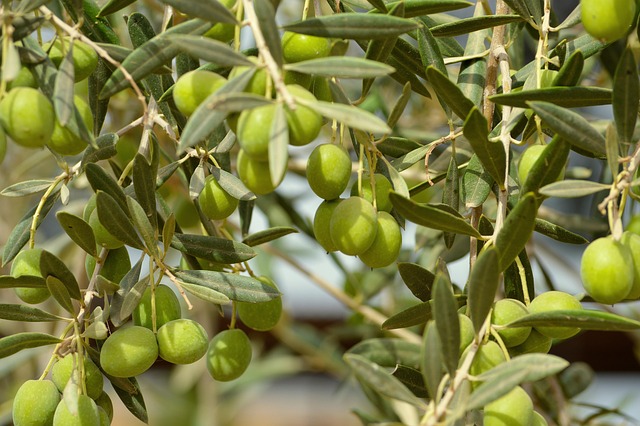 olives on tree